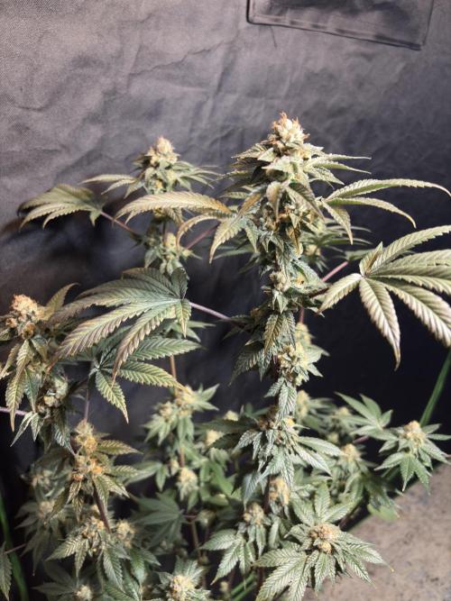 Za za og. Week 7