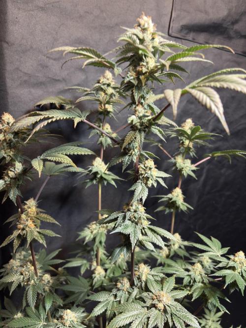 Za za og. Week 7