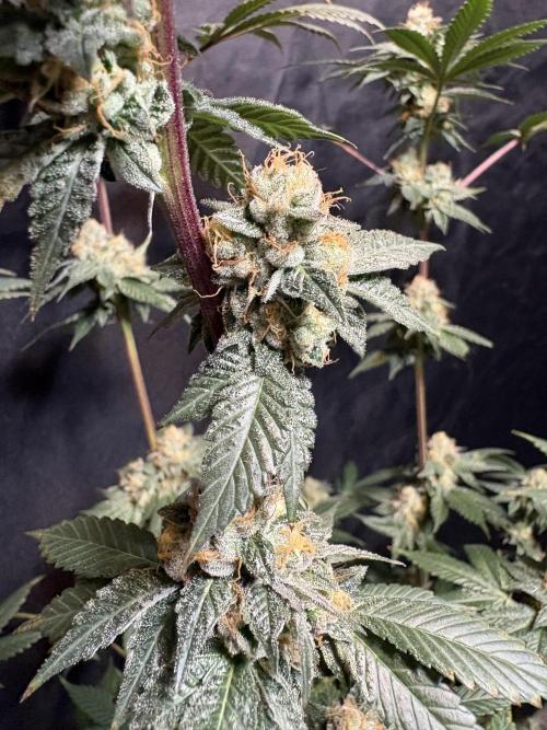 Za za og. Week 7