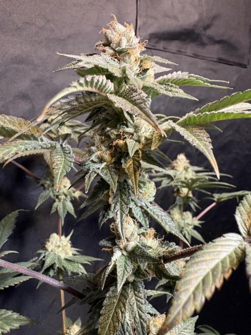 Za za og. Week 7