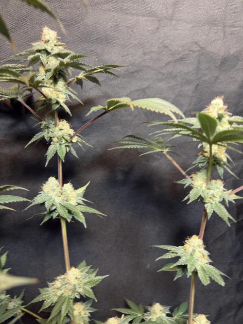 Za za og. Week 7