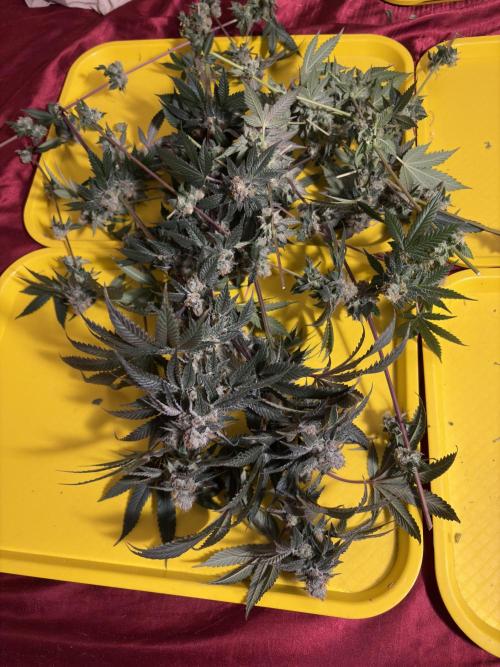 Za za og. Week 7