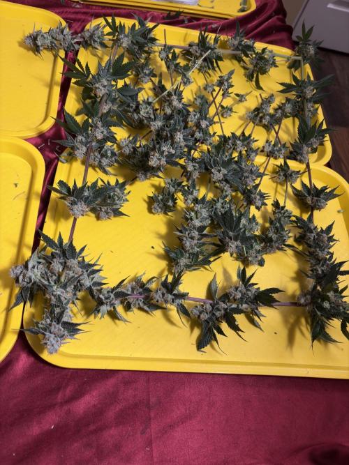 Za za og. Week 7
