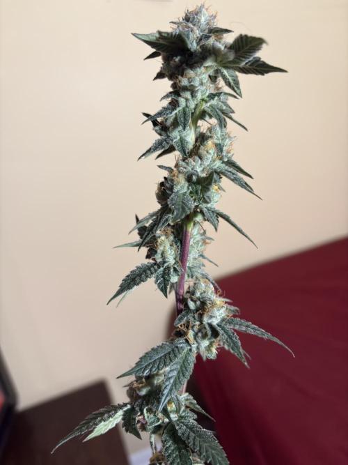 Za za og. Week 7