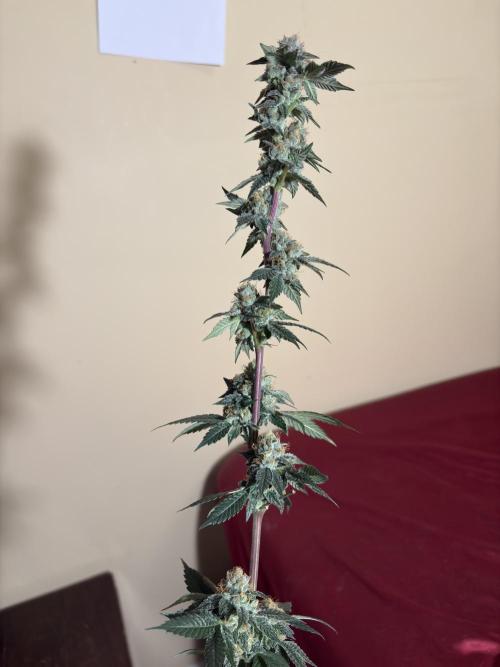 Za za og. Week 7