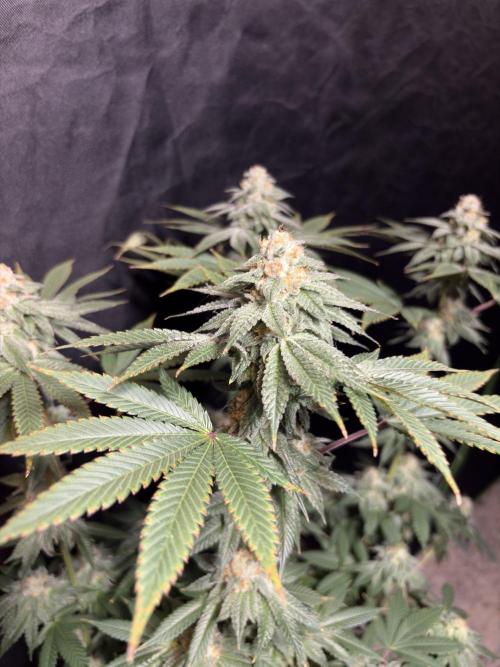 Rudegirl. Week 7