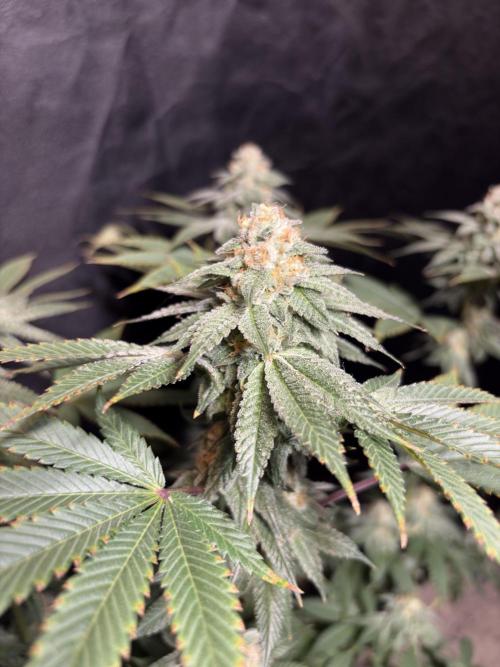 Rudegirl. Week 7