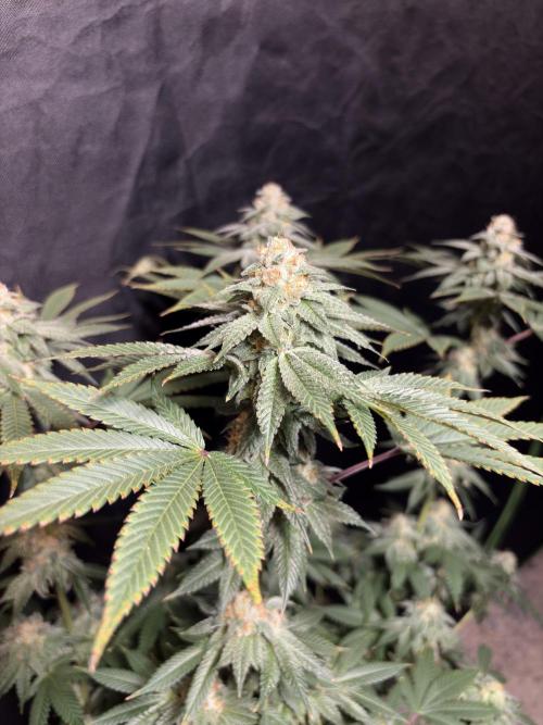 Rudegirl. Week 7