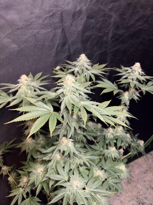 Rudegirl. Week 7