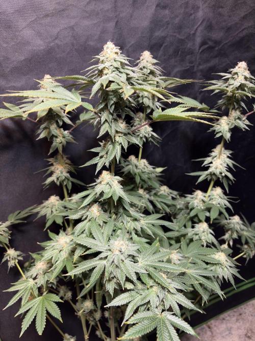 Rudegirl. Week 7