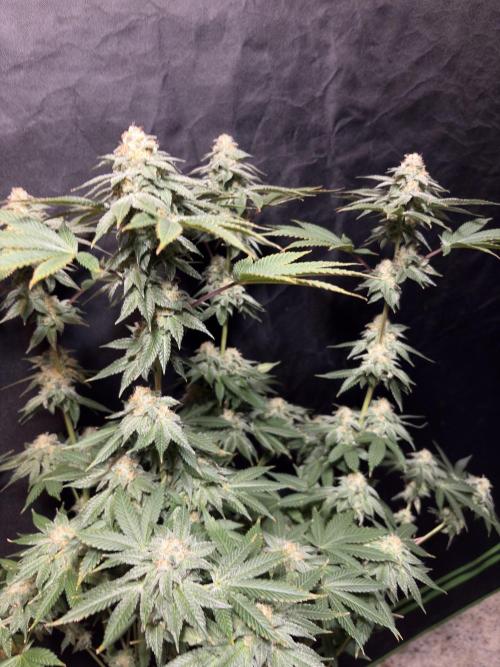 Rudegirl. Week 7