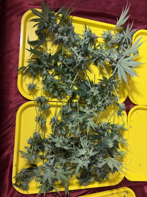 Rudegirl. Week 7