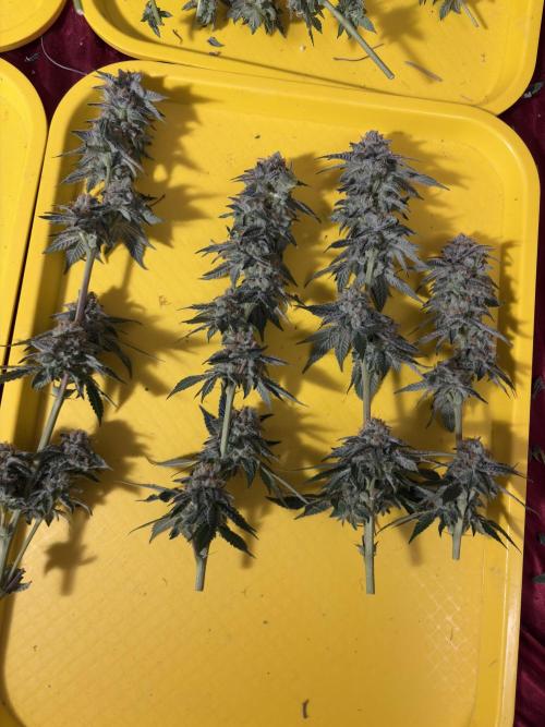Rudegirl. Week 7