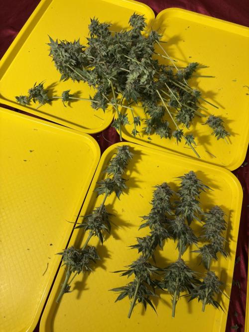 Rudegirl. Week 7
