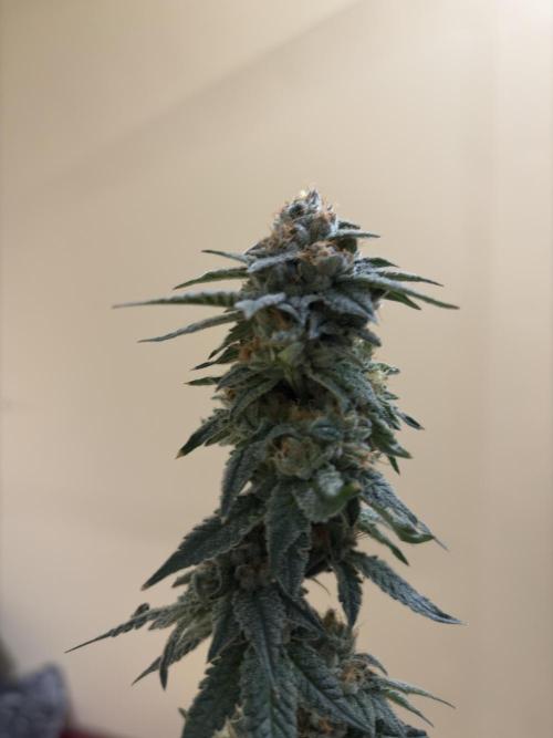 Rudegirl. Week 7