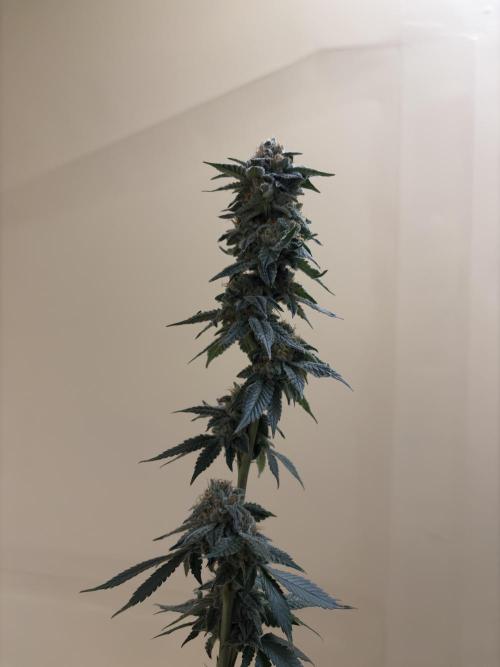Rudegirl. Week 7