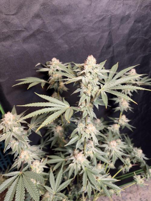 Cereal milk. Week 7