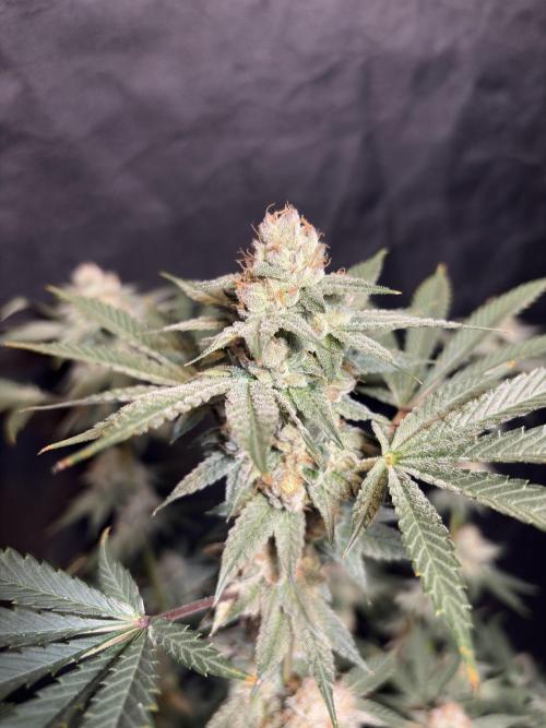 Cereal milk. Week 7