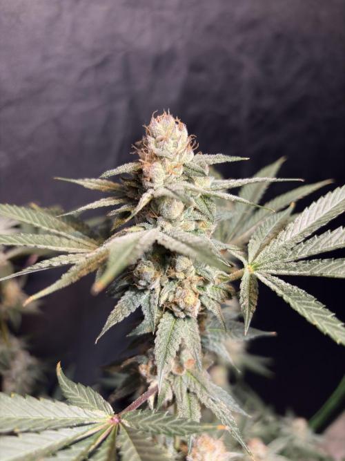 Cereal milk. Week 7