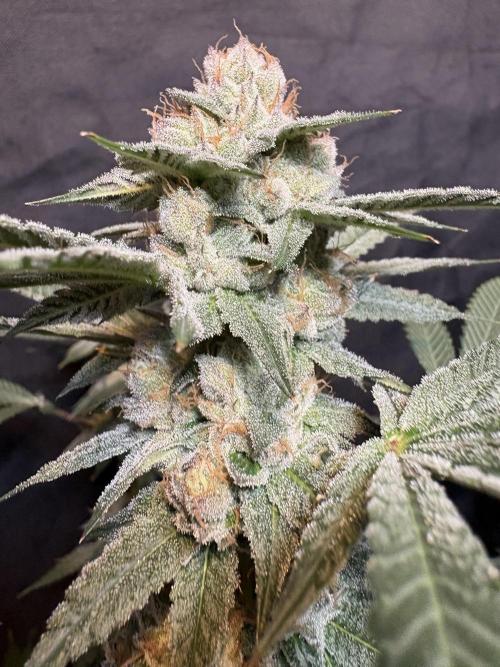 Cereal milk. Week 7