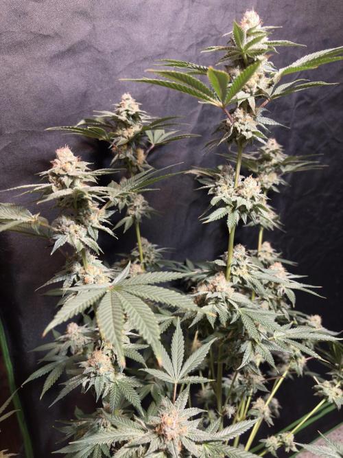 Cereal milk. Week 7