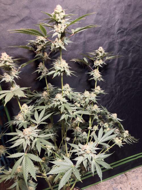 Cereal milk. Week 7