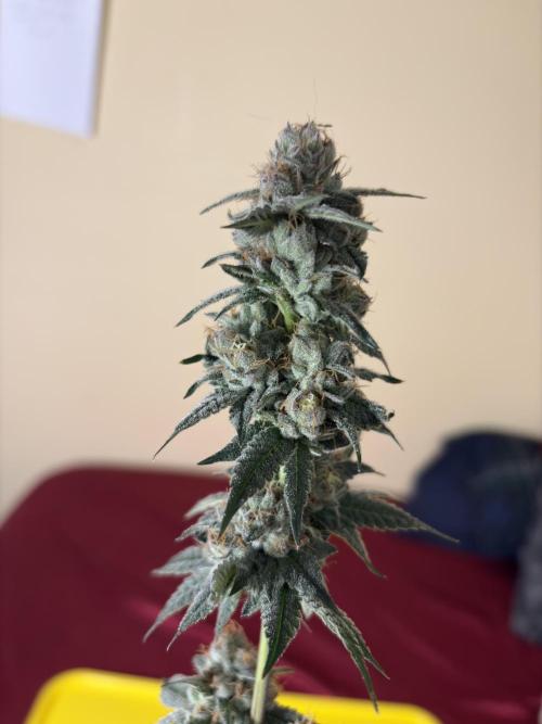 Cereal milk. Week 7