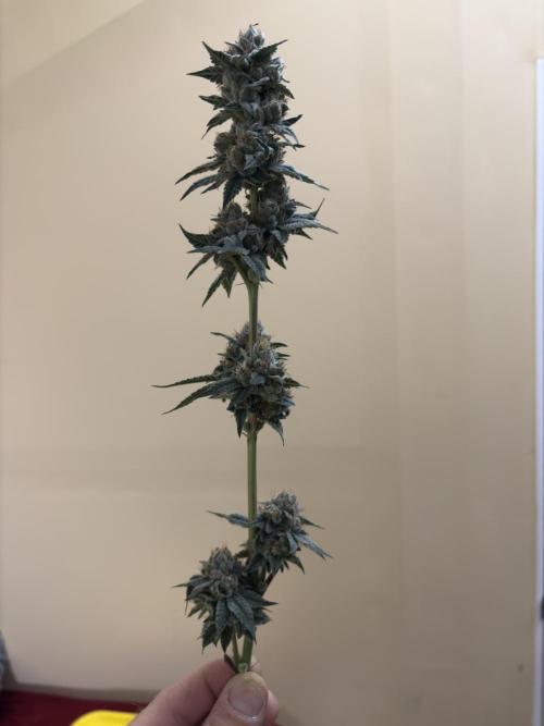 Cereal Milk. Week 7