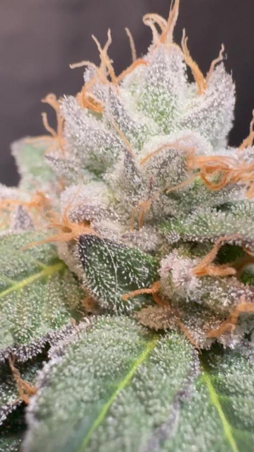 Mendocino skunk