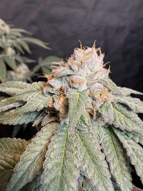 Mendocino skunk. Week 7