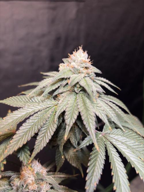 Mendocino skunk. Week 7