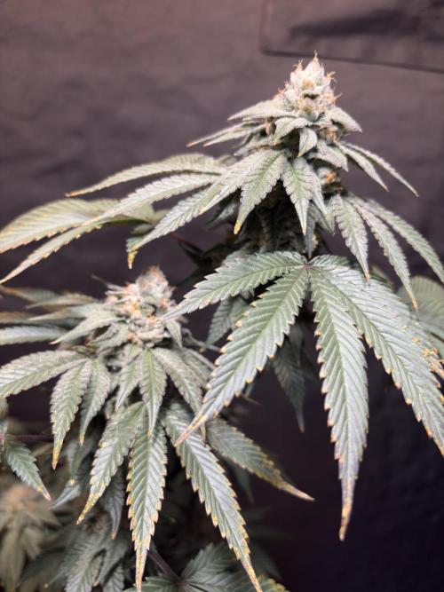 Mendocino skunk. Week 7