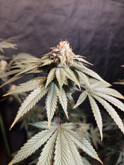 Mendocino skunk. Week 7