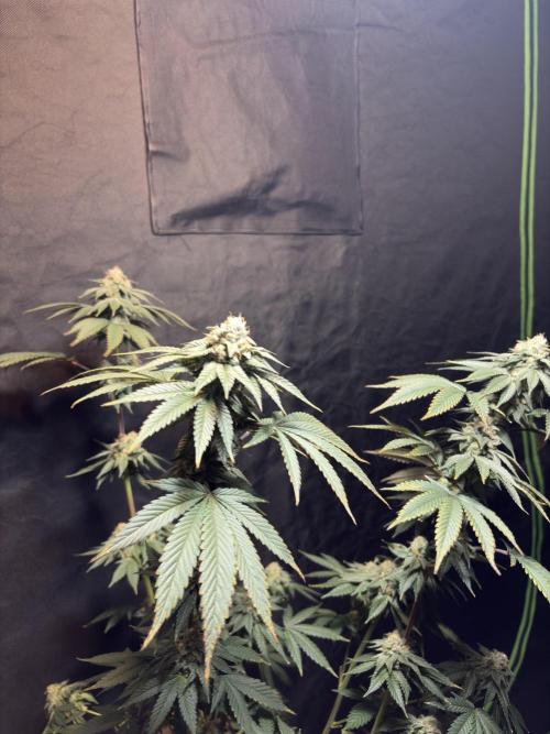 Mendocino skunk. Week 7