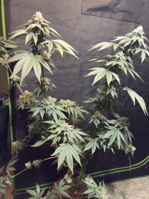 Mendocino skunk. Week 7