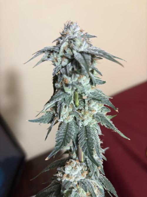 Mendocino skunk. Week 7