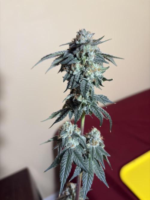 Mendocino skunk. Week 7