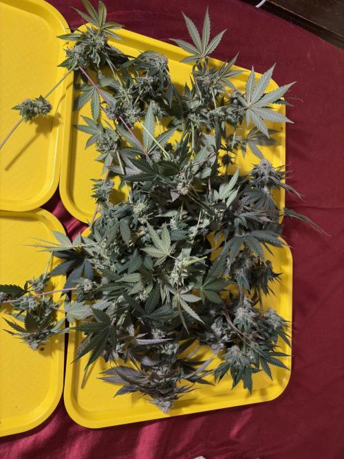 Mendocino skunk. Week 7