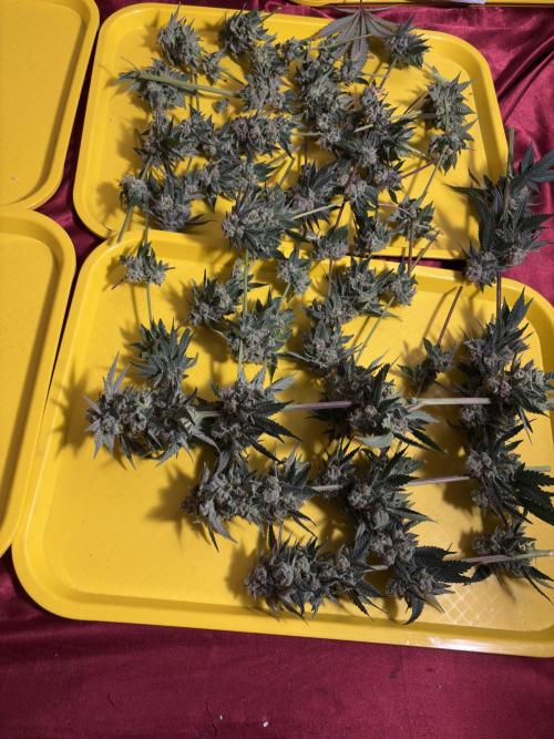 Mendocino skunk. Week 7