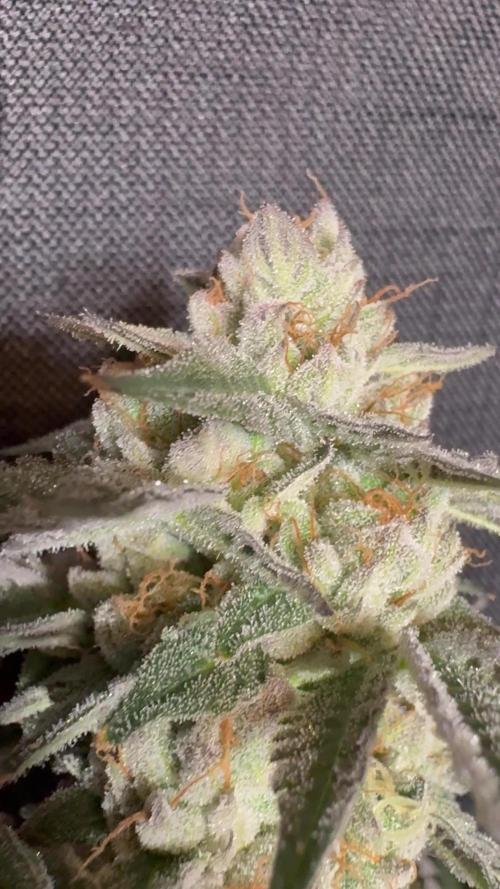 Bad azz og cheese