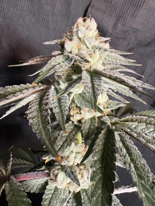 Bad azz og cheese. Week 7