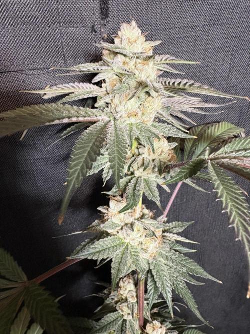 Bad azz og cheese. Week 7