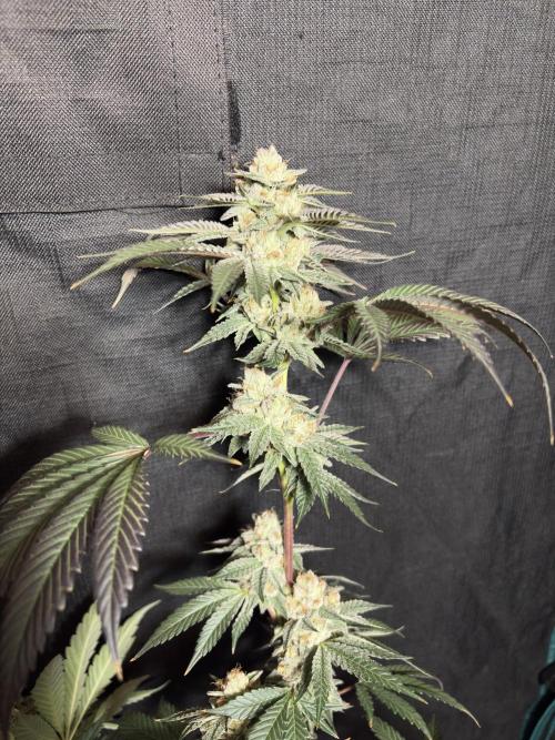 Bad azz og cheese. Week 7