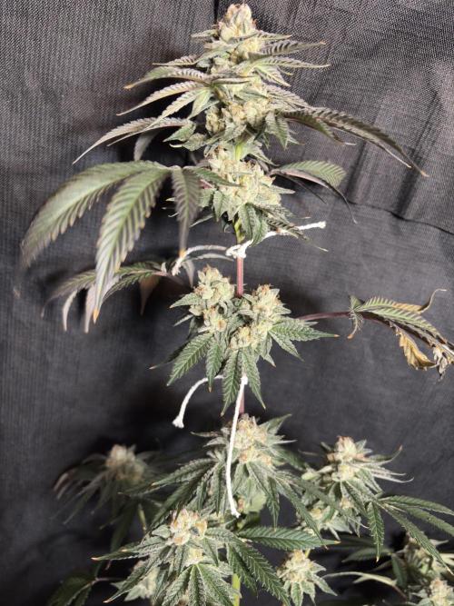 Bad azz og cheese. Week 7