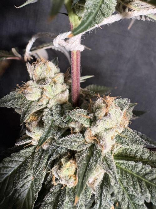 Bad azz og cheese. Week 7