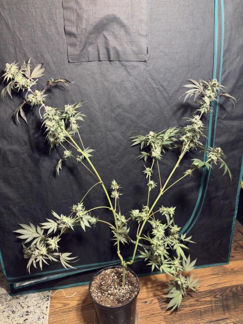 Bad azz og cheese. Week 7