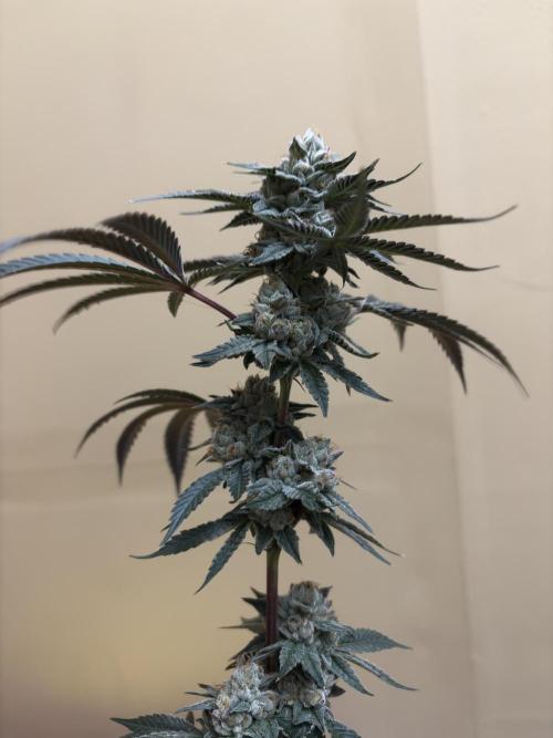 Bad azz og cheese. Week 7
