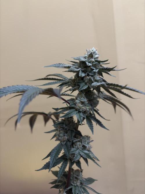 Bad azz og cheese. Week 7