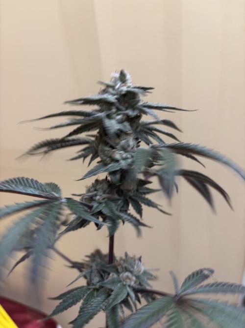 Bad azz og cheese. Week 7