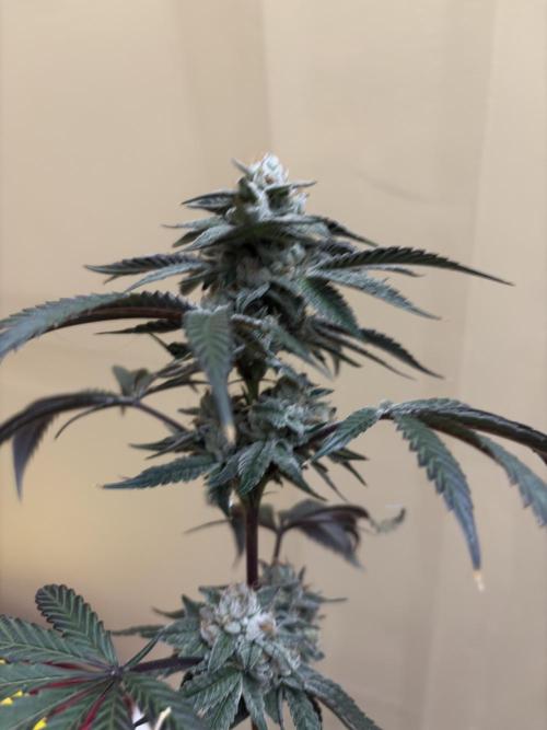 Bad azz og cheese. Week 7